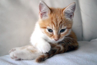 photo of a sweet red and white kitten cat licking and cleaning its fur on a white background / subject