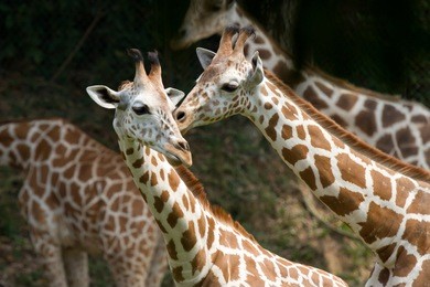 giraffe family
