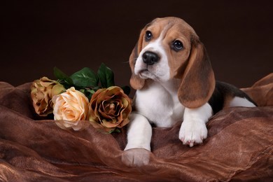 cute beagle puppy with flowers on a brown background