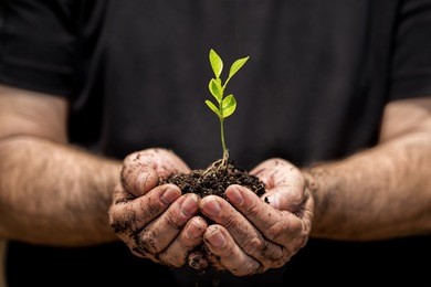 young plant on soil in a hand of an farmer.