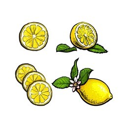 vector sketch cartoon colorful ripe lemon with slices, fruit object with leaves and flower set. isolated illustration on a white background fresh juicy cirtus. healthy organic food full of vitamins