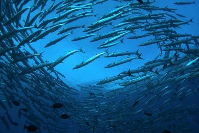 circling school of chevron barracudas (sphyraena qenie), near sipadan island, malaysia