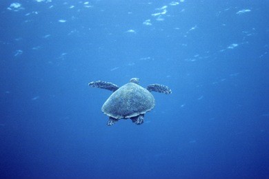 sea turtle going deep blue