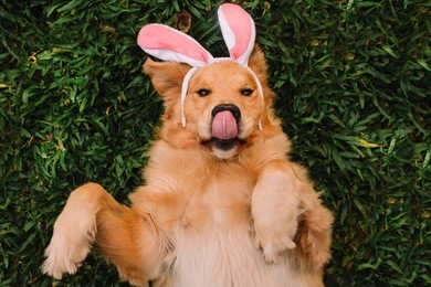 easter dog inspiration