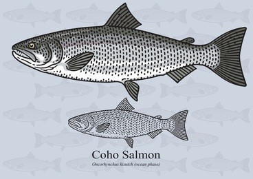 coho salmon, silver salmon. vector illustration with precise details and optimized stroke that allows the image to be used in small sizes (in packaging design, decoration, educational graphics, etc.)