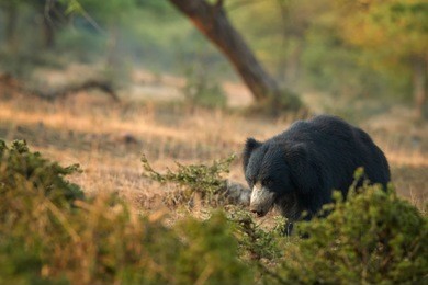 isolated, wild sloth bear, melursus ursinus in natural environment of indian dry forest. close up bear with long claws walking directly at camera in beautiful light. ranthambore national park, india.