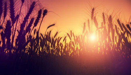 fantastic sunset at the wheat field. dramatic picturesque scene. majestic rural landscape. used as background. beauty in the world. creative image. rich harvest concept