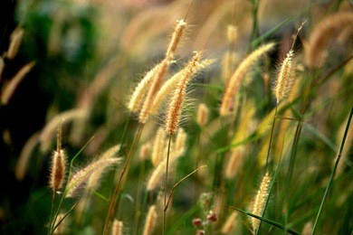 grass flower on light