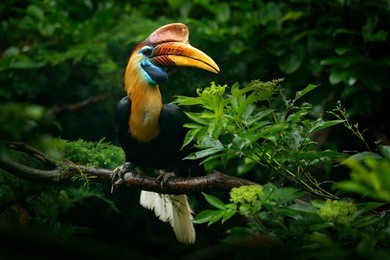 knobbed hornbill, rhyticeros cassidix, from sulawesi, indonesia. beautiful jungle hornbill, wildlife scene from asian nature. travelling in indonesia.