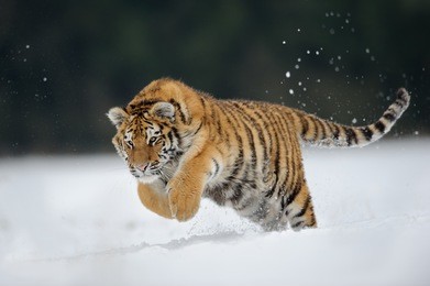 tiger jumping on snow. amur tiger in  wild winter nature. danger animal action wildlife scene. cold winter in tajga, russia. snowflake with beautiful siberian tiger, panthera tigris altaica