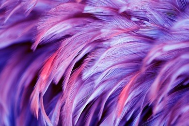 bird,chickens feather texture background