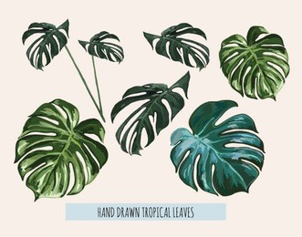 beautiful hand drawn botanical vector illustration with tropical monstera leaves. isolated on white background.