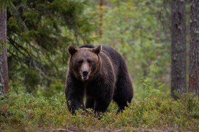 brown bear in taiga forest