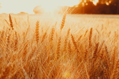 gold wheat field against the sunset