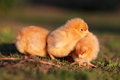 three easter chickens. yellow chickens' gang