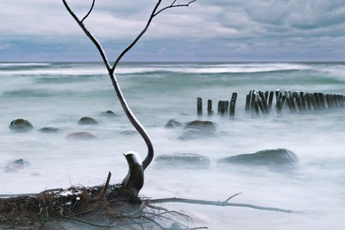 tree fell to the water with a high bank of the semba peninsula, destroyed by the winter strohm shot at long exposures