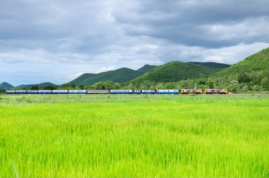 the train passing the rice field