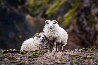 sheep grazing in the mountains of iceland.