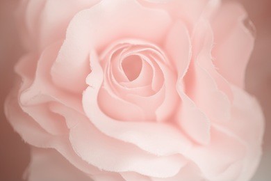 colorful singles rose flowers fabric made with gradient for background and postcard,abstract,texture,pink and soft style.
