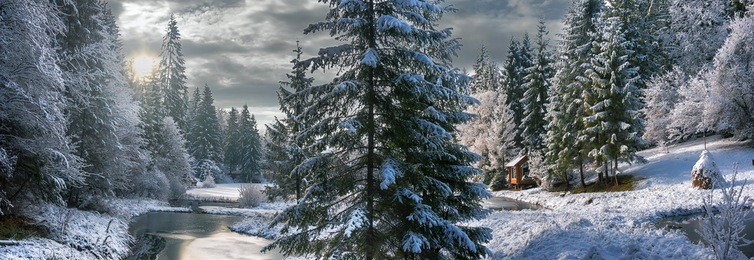 winter forest in the carpathians on lake vito