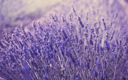 lavender flowers at sunlight in a soft focus, pastel colors and blur background. violet lavender field in provence with place for text on the top. french lavender in the garden, soft light effect.