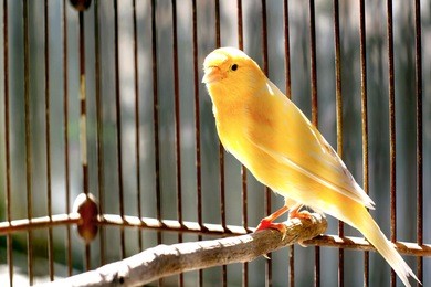 canary bird