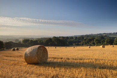 field of bales in the cotswolds, uk.  a beautiful late summer's day near bourton-on-the-water.