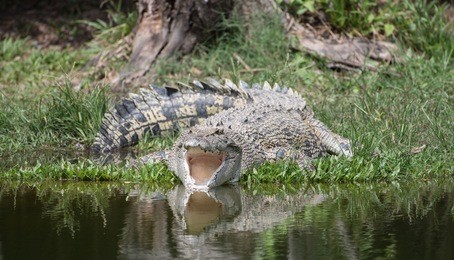 saltie (saltwater crocodile) in kakadu np