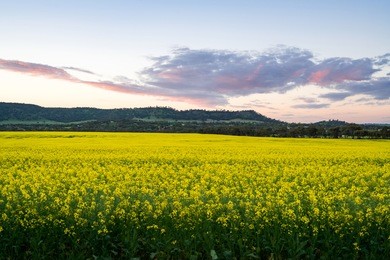 canola fields during sunset near york, western australia. york is about 1 hour drive east of perth, australia.