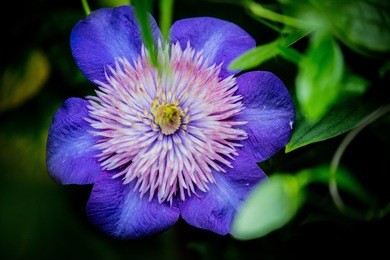 image of close up beautiful flowers.