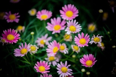 image of close up beautiful flowers.