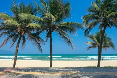 coconut palm trees at the china beach, danang, vietnam.