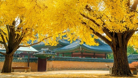 autumn in gyeongbokgung palace,south korea.