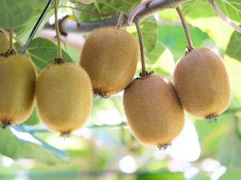 kiwi farm