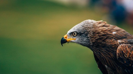 closeup portrait of the profile of a raptor bird of pray with copyspace.