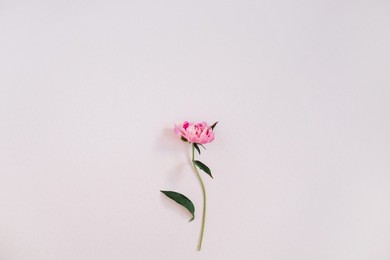 beautiful pink peony flower on pink background. flat lay, top view.