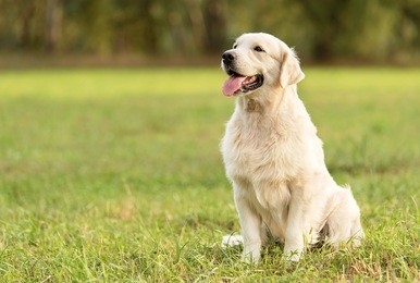 beauty golden retriever dog in the park