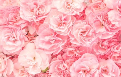 pink roses in soft color for background