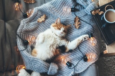 lazy cat is sleeping on soft woolen sweater on sofa, decorated with led lights. winter or autumn weekend concept, top view.