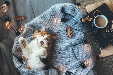 lazy cat sleeps and yawns on soft woolen sweater on sofa, decorated with led lights. winter or autumn weekend concept, top view.