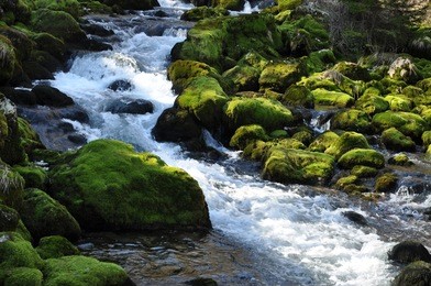 the forest creek, gljun. bovec, slovenia