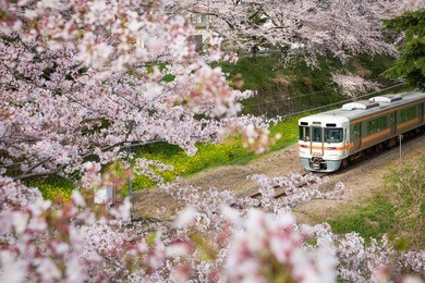 japan train in sakura cherry blossom seasom at yamakita town , kanagawa prefecture