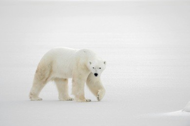  a polar bear going on snow.