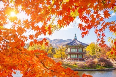autumn landmark at gyeongbokgung palace with maple leaves, seoul, south korea.