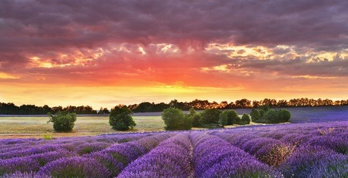 twilight lavender field