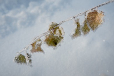 birch leaves covered with hoarfrost and white snow in freezing weather in the winter