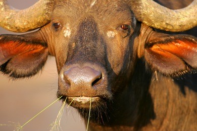 african cape buffalo