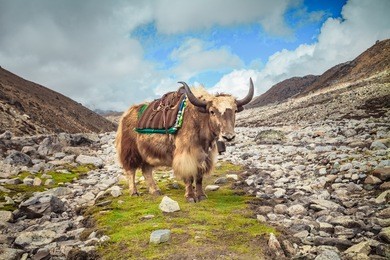 yak on the way to everest base camp - nepal, himalayas. the horned longhair buffalo is standing in a ravine surrounded stones looking into the camera. cargo delivery in the high mountains