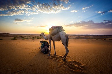sahara sunrise with camels