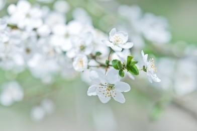 white cherry flowers on spring time